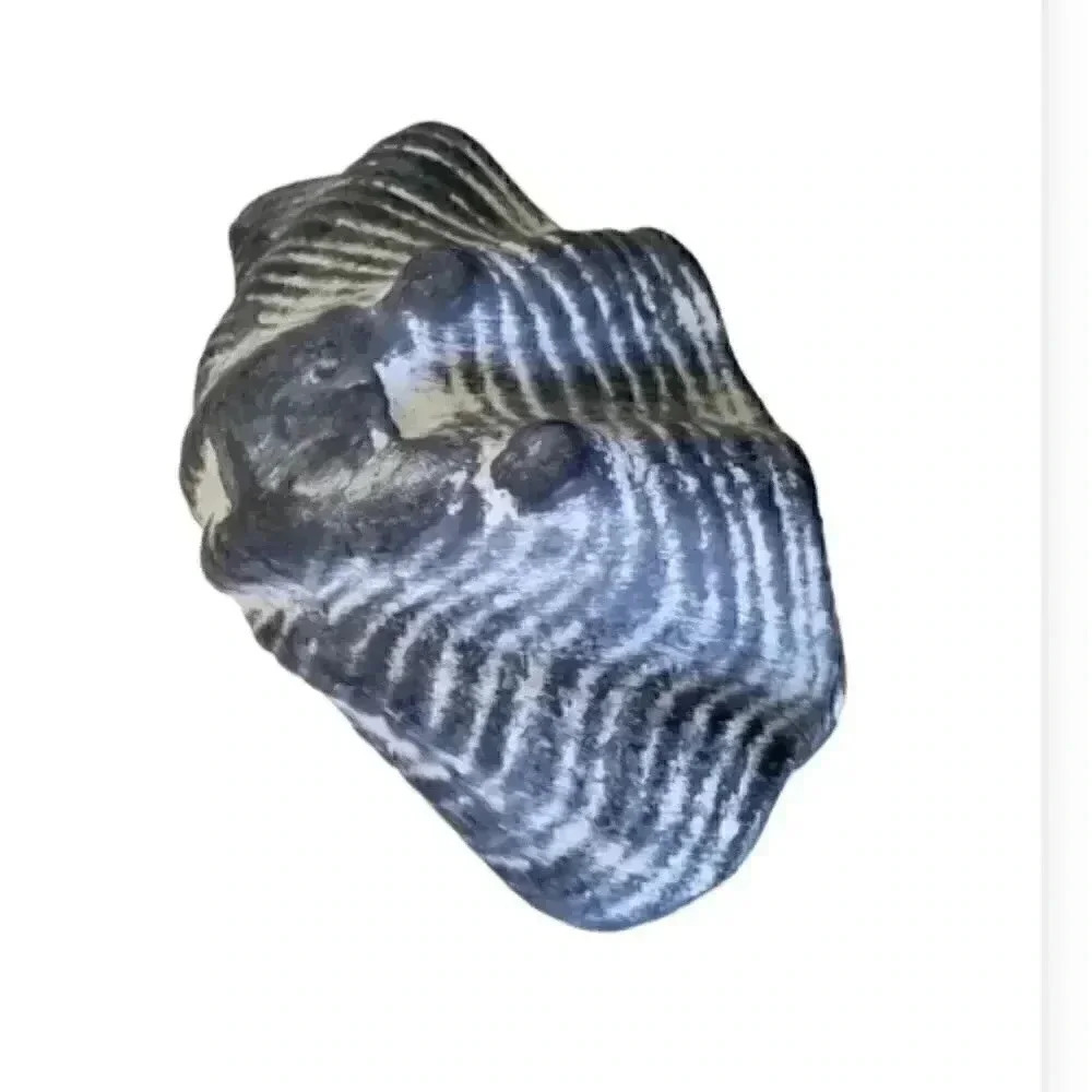 Shell Home Decor